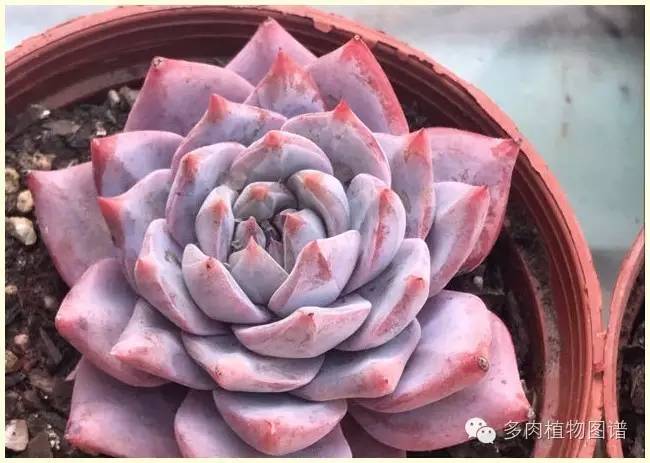 才离家半个月，回来后看到家里的多肉一阵狂喜~