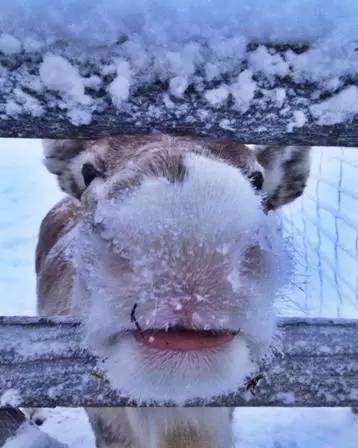 中国游客俄罗斯庆新春,中国旅游局欢迎首批俄罗斯游客