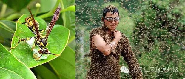 通州热线丨啥！通州一居民家发现足球大的马蜂窝？