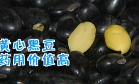 黑豆绿心和黄心哪个比较好,绿心黑小豆和绿心大黑豆的区别