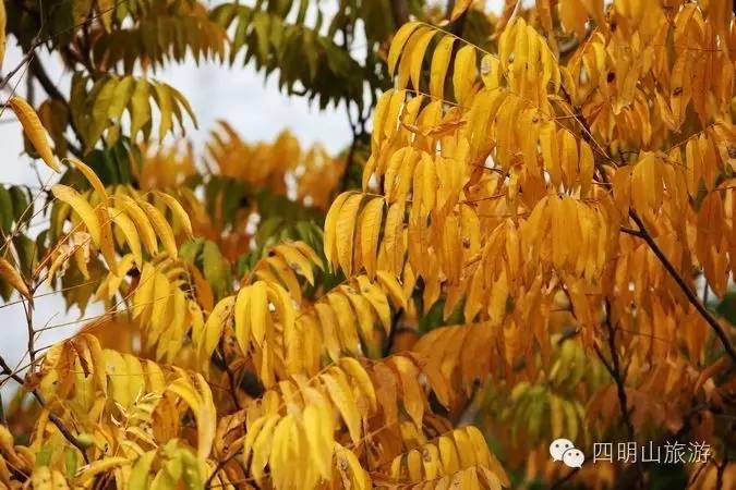 过季就来不及了，快去四明山上捡“黄金果”！（附全攻略）