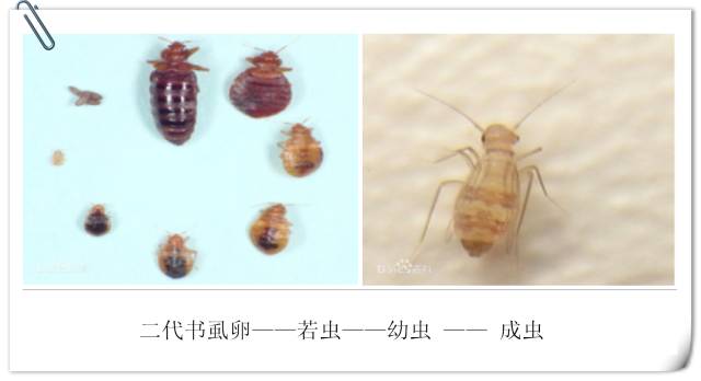 古籍虫蛀修复用什么胶,虫蛀的古籍如何修复