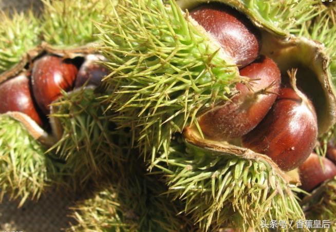 爱吃板栗的你不容错过,喜欢吃板栗的朋友们