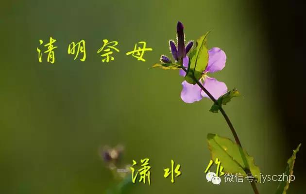 写给母亲的千古情,写给母亲的百封家书