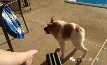 狗狗被抛弃的各种原因,狗狗被丢弃以后的心理