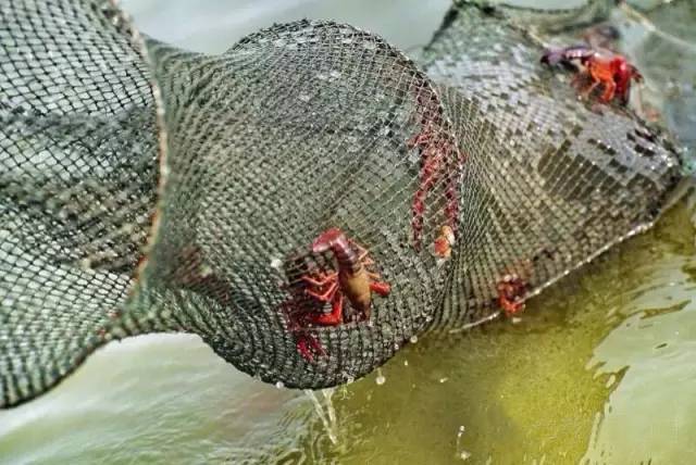 老板壕打5.8折，​全年无休摄魂小龙虾，逼爆头我都要吃到Ta