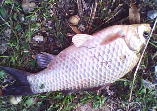 冬季钓鲫鱼饵料用什么配方最佳,冬季鲫鱼诱饵