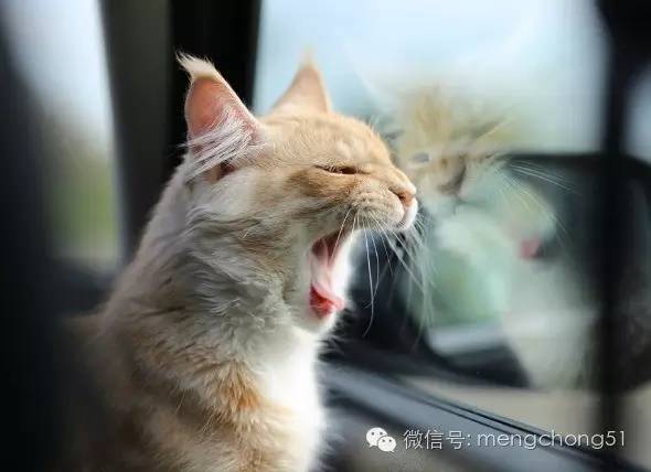 猫咪拉肚子应该怎么办,猫咪拉肚子怎么治疗