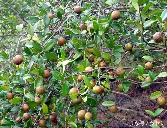 古老压榨山茶油,纯天然古法手工压榨山茶油