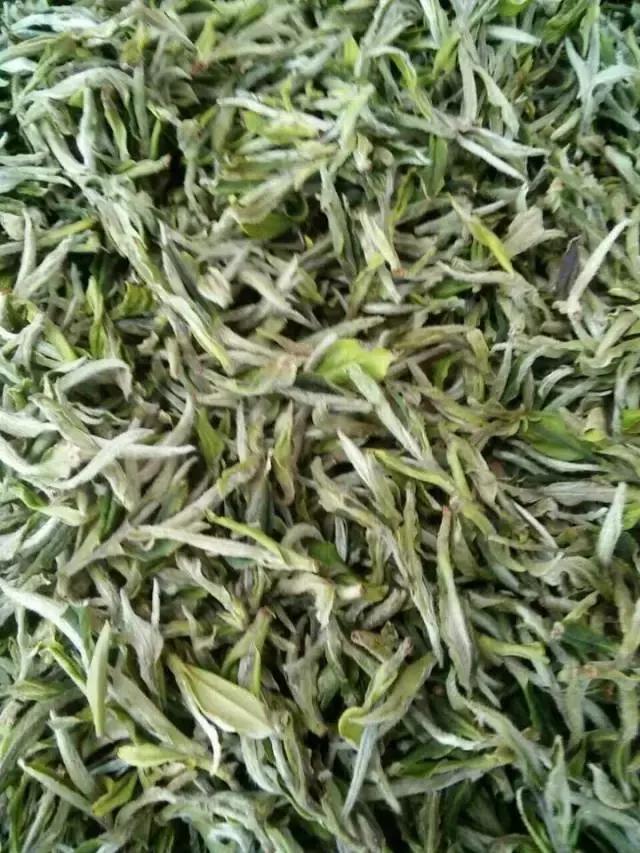 聊聊白茶的那些故事,一起来聊聊那些年的事儿