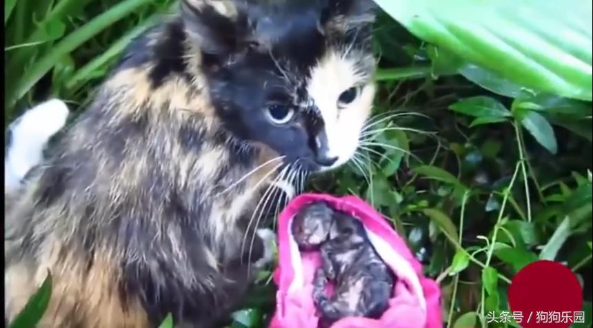 小奶猫被抛弃在垃圾桶收养,小奶猫被主人抛弃被别人捡到