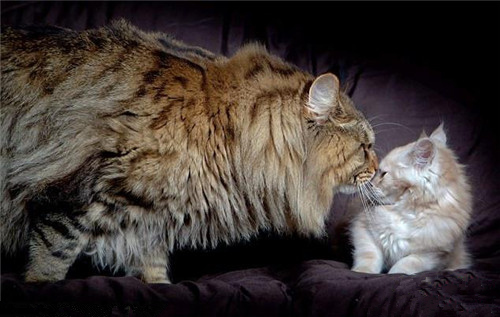 养一只缅因猫是什么感觉,当你养了一只缅因猫