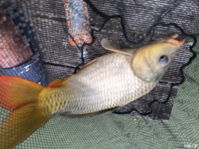 新手，说说几款入门级的鱼竿！