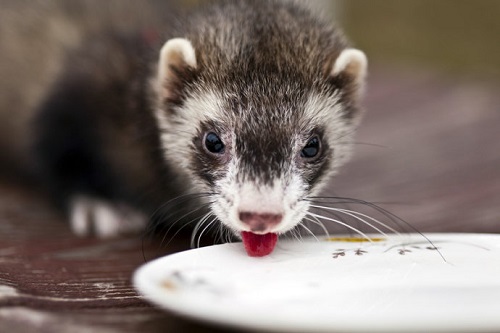 宠物貂怎么那么臭,宠物貂臭是什么原因