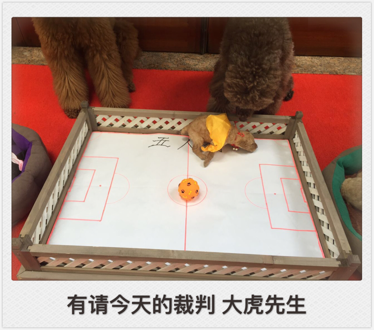 狗踢足球跳起射门视频,踢足球狗狗上前抢球视频