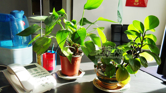 办公室绿植枯萎怎么救,办公室绿植叶子发黄什么原因