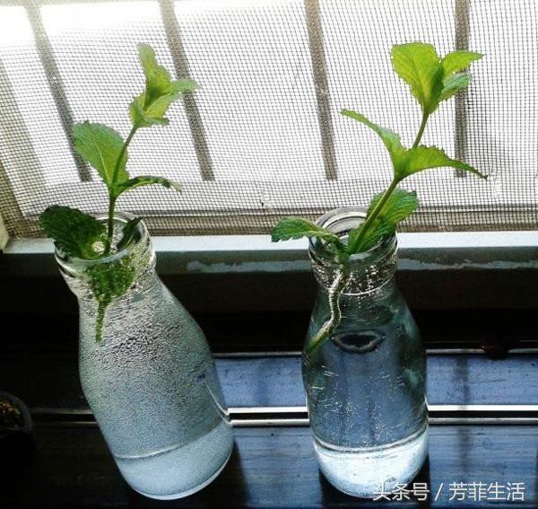 薄荷水培扦插方法全过程,水培植物薄荷