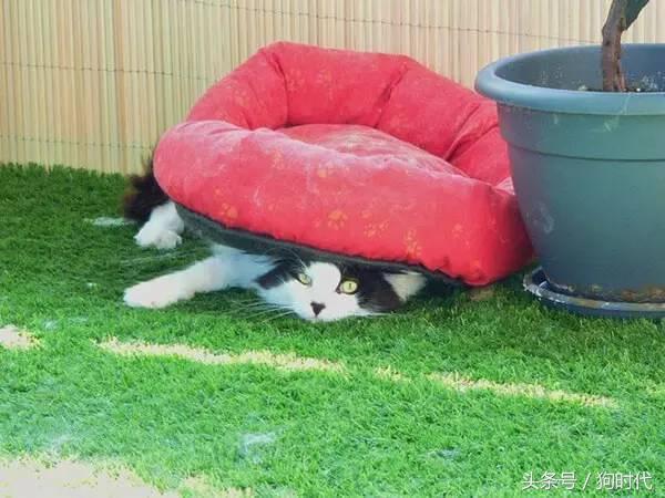 喵星人平常很高冷,喵星人高冷