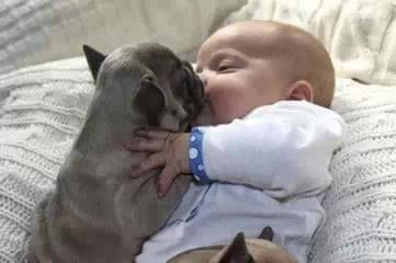 被狗咬去宠物店打狂犬疫苗可以吗,被宠物咬伤进入医院注射狂犬疫苗