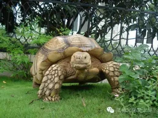 苏卡达2024年可以养了吗,苏卡达养法