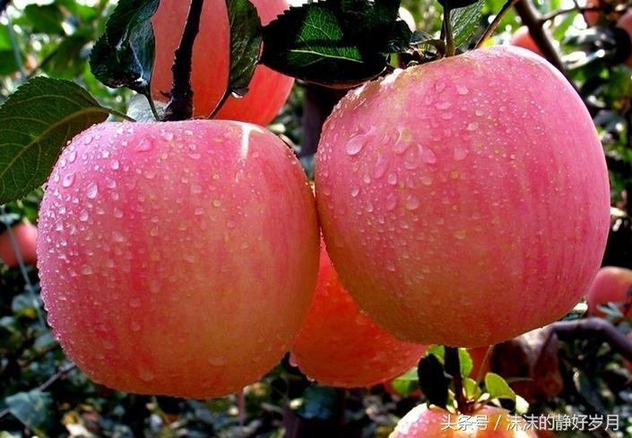 孕妈最适宜吃的秋季水果,秋天到了孕妇适合吃哪些水果