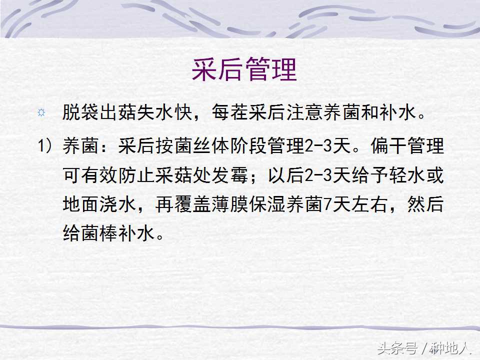 香菇栽培实用技术教案,屋顶香菇栽培