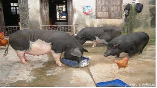 养一年的土猪与养两年的土猪区别,土猪养殖方法