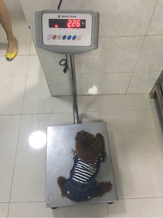 捡到了一个小狗狗宝宝,捡到一只泰迪去宠物医院怎么检查