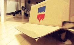 猫粮推荐最好的,2岁的猫咪适合吃什么猫粮