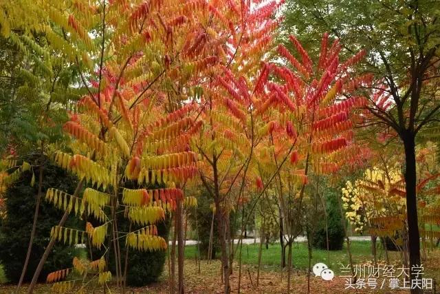 在兰财的一天vlog,在兰大秋天的感受