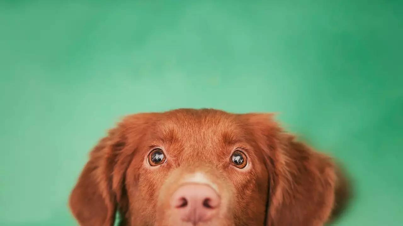 几个细节判断你的宠物是否爱你,如果你的宠物有残疾还会爱它吗