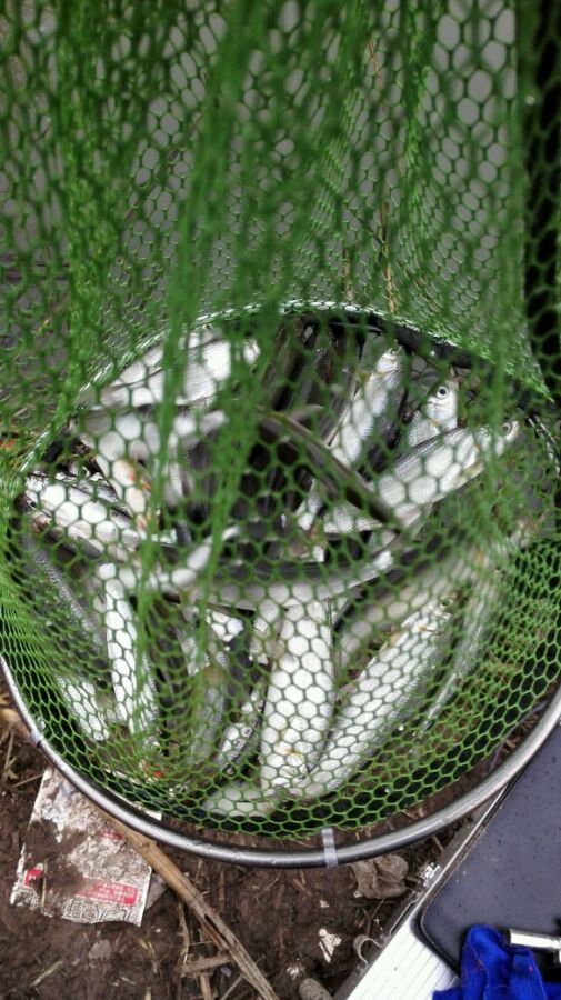 小河钓起一条“翘嘴”仔细一看我笑了