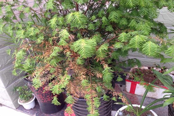 牡丹树叶子发黄啥原因,柳杉叶子发黄怎么补救