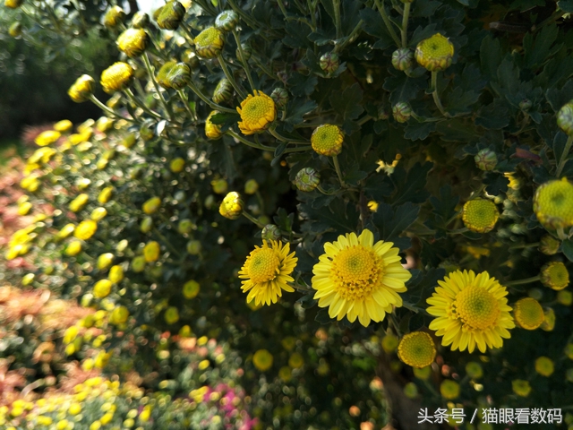 oppor9s手机测评,oppor9s测评什么处理器