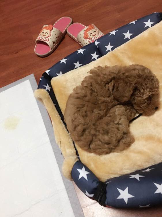 两个月泰迪几天能学会定点上厕所,我家泰迪狗特别爱喝水