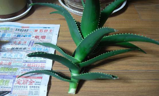 多肉不是徒长就是干,多肉上面黄叶枯萎是什么原因