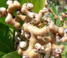 云南人家为何如此钟爱泡酒