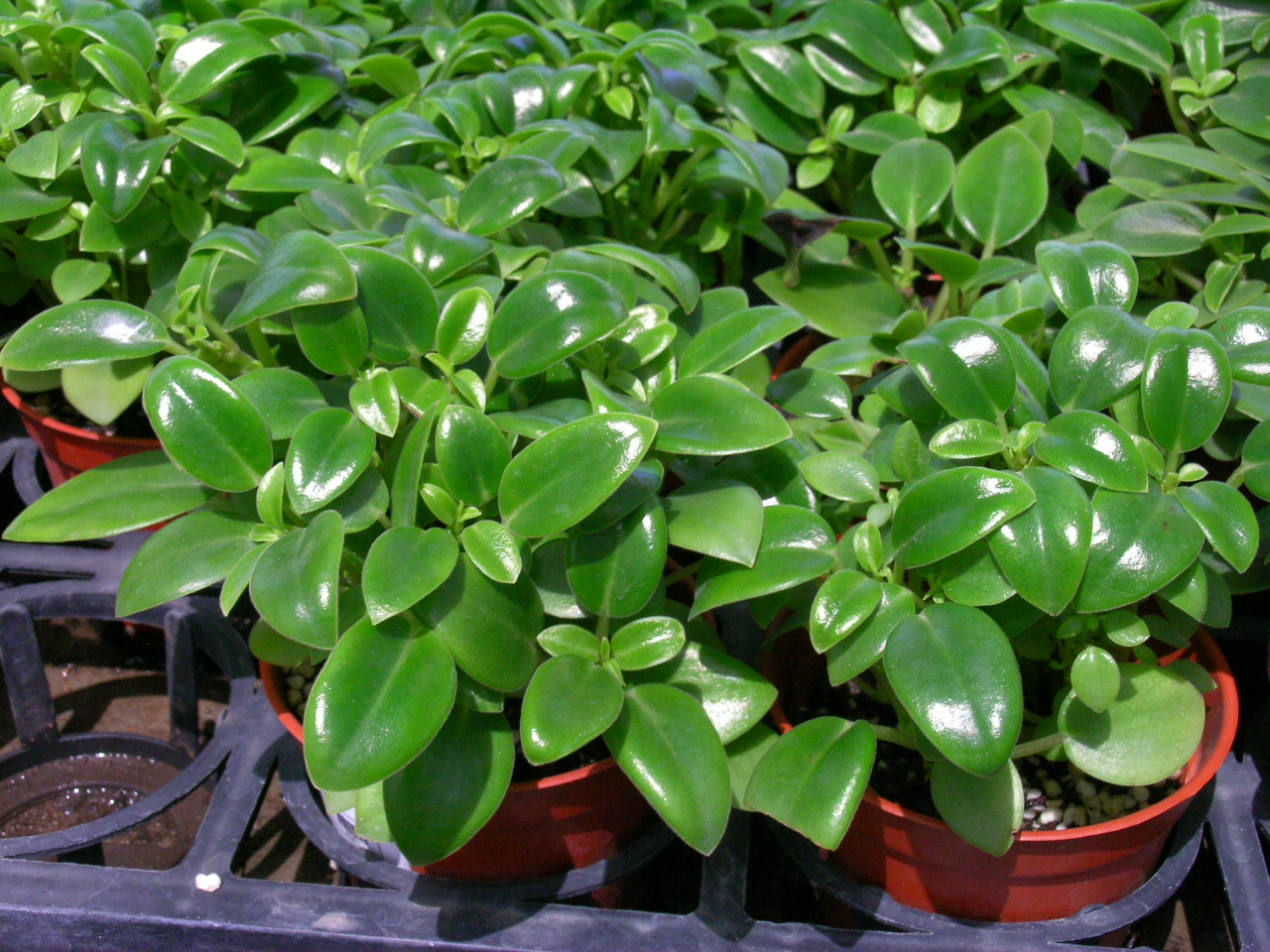 什么植物可以吸收甲醛和毒气,吸收室内有毒物质哪种植物最好