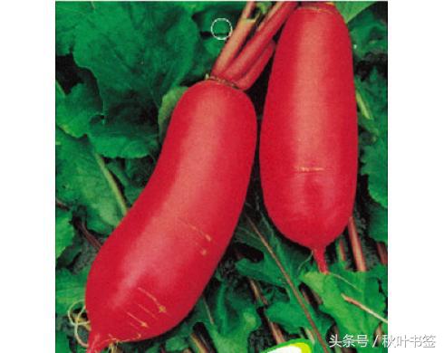 半庄萝卜名曰“关公脸”，瓤子洁白从里到外连带红丝，崩脆鲜甜