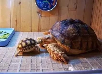 苏卡达2024年可以养了吗,苏卡达养法