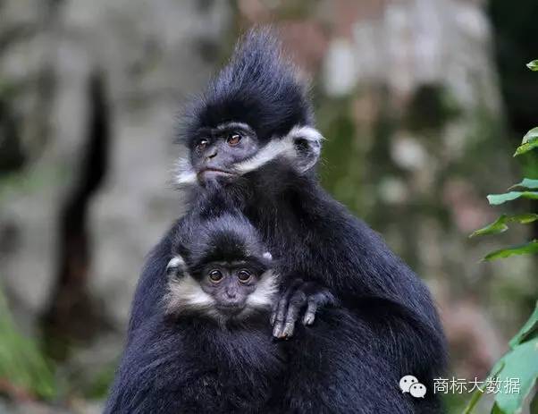 鐚村勾鍝佺墝鍛藉悕,鐚村勾鐚寸墝