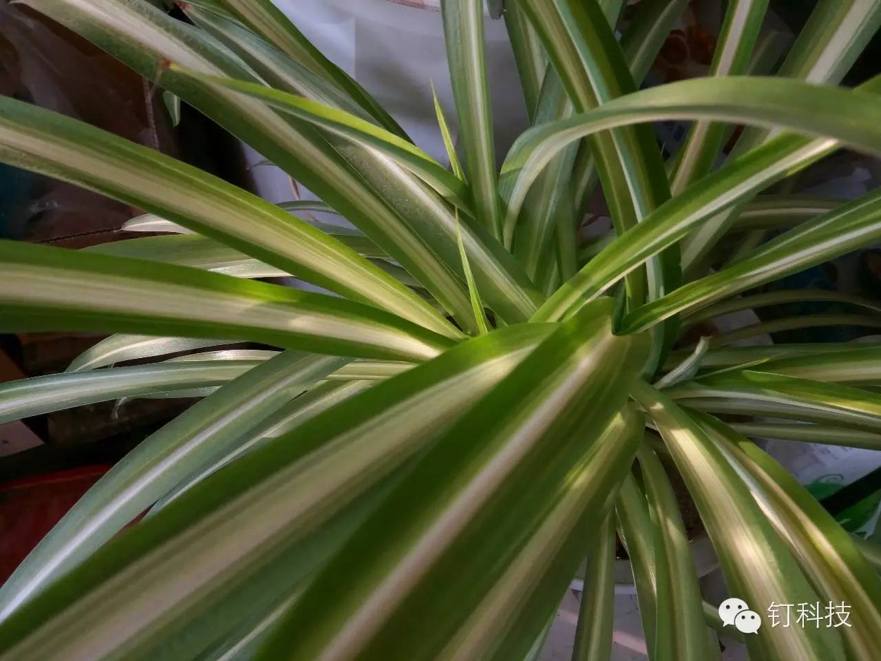 「钉科技评测」先锋C1：“高颜”手机如何助你“颜值爆表”？