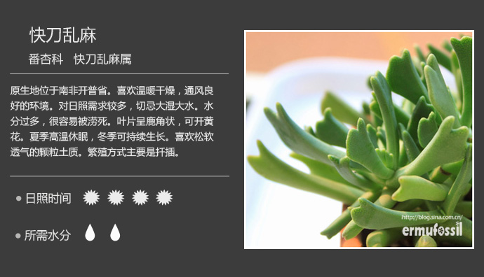1000种多肉植物珊瑚图鉴,最全多肉品种图鉴