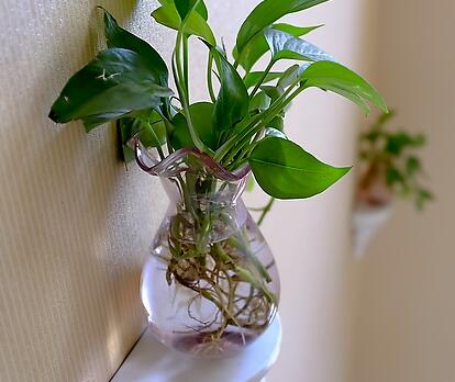 绿萝花卉养护知识大全图解,盆栽绿萝怎么养才能开花