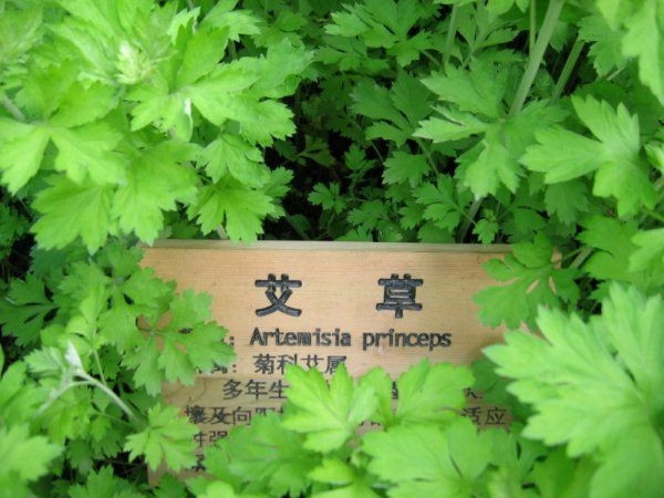 艾蒿的吃法及功效,艾叶和艾蒿区别哪个可以吃