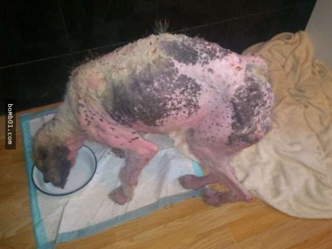 饱受虐待流浪狗虚弱到会死掉，但它获救后的模样连志工都不敢置信