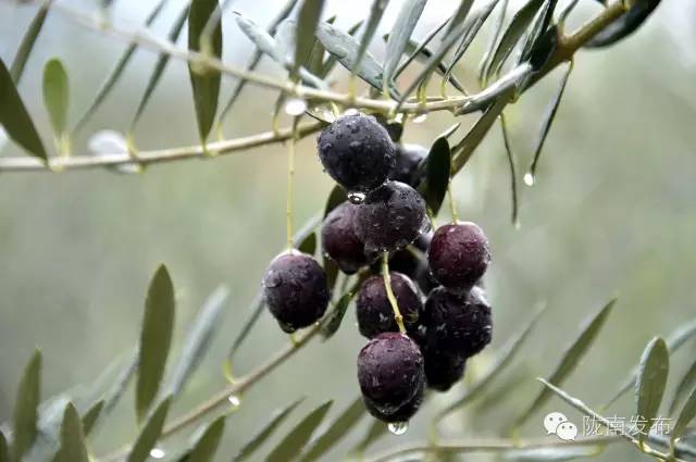 最美橄榄季，小武带您探访“特级初榨”是如何炼成的~