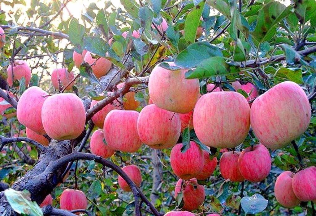 苹果发扁的原因分析,苹果个小怎么办