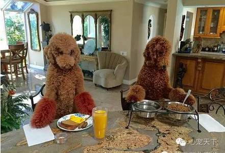 一群逆天的巨型贵宾犬,软萌的大型犬巨型贵宾犬