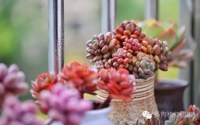 阳台上漂亮的多肉,阳台上的多肉又变美了